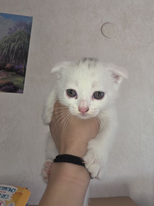 Продам котёнка скоттиш фолд девочка
