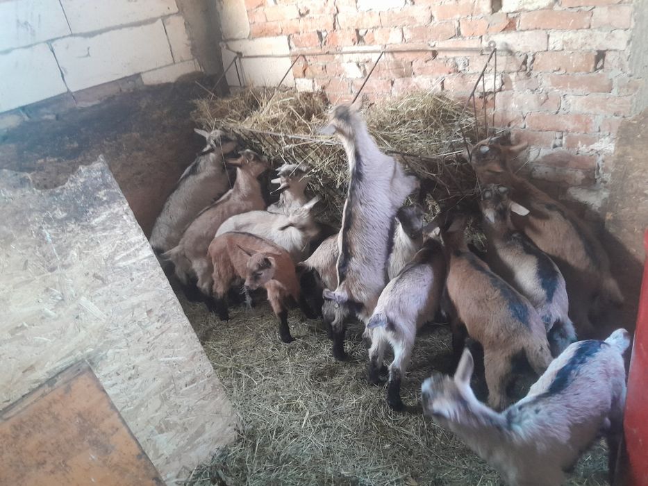 Avem Ieduti disponibili  plavia judetul prahova