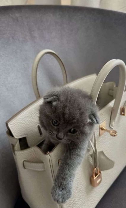 Продается котята