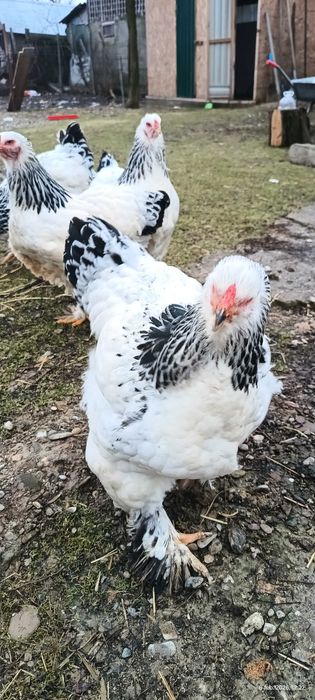 Ouă incubat Brahma HD