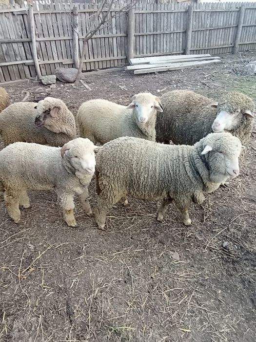 Vand miei si carlani de anul trecut