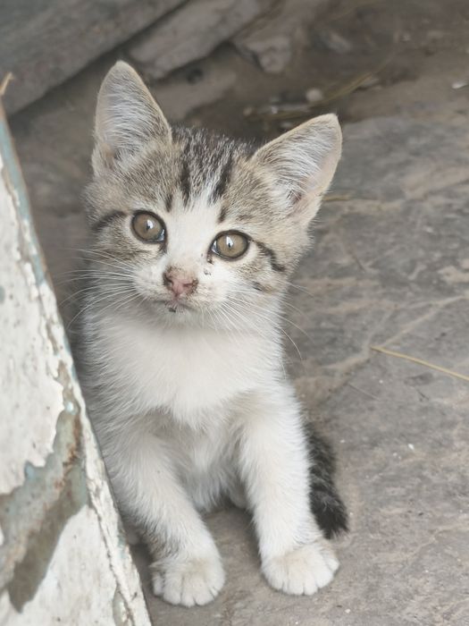 Маленькие котята