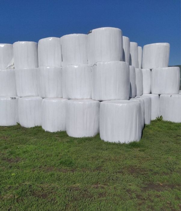 Baloti lucerna infoliat