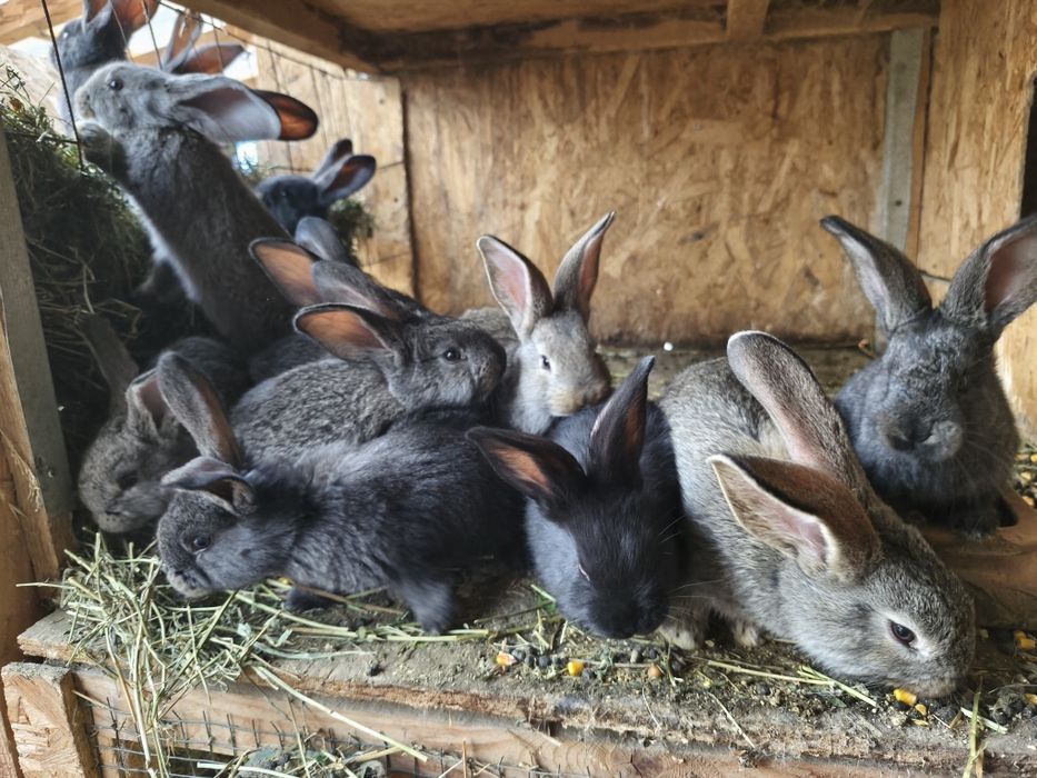 Căutăm căsuță nouă