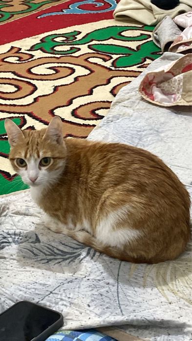 Отдам в добрые руки