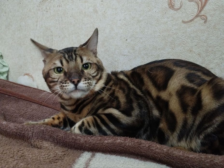 Бенгальский кот для вязки