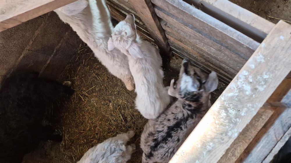 Лақтар сатылады, Козлята продается