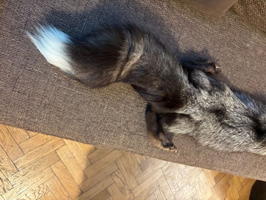 Guler din blana integrala de vulpe argintie - produs nou