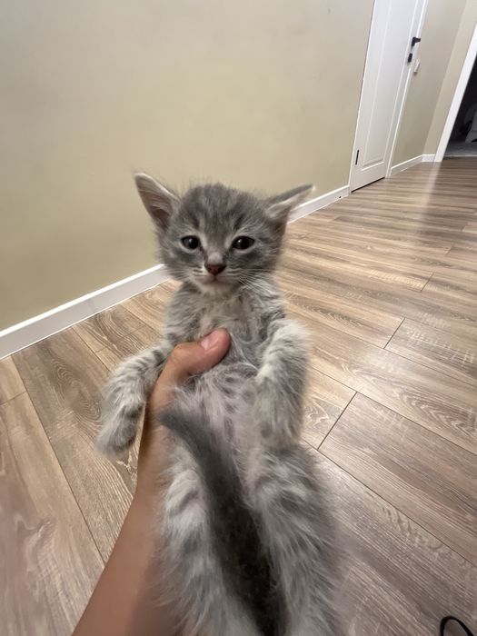 Котята разные цвета