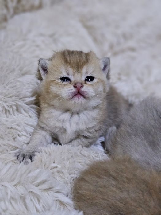 Бронь котят шиншиллы