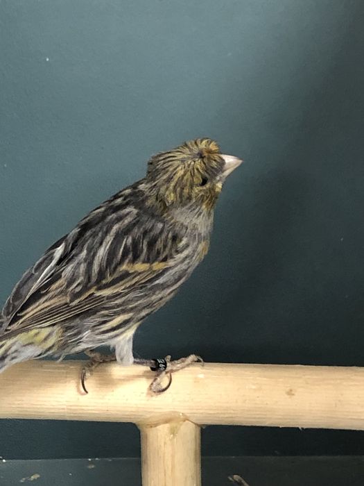 Канарейка (кенор) самец