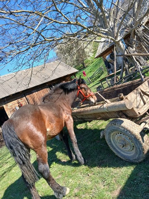 Vând mânz, detalii în privat