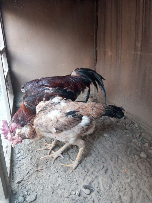 Шалпон хуроз макен