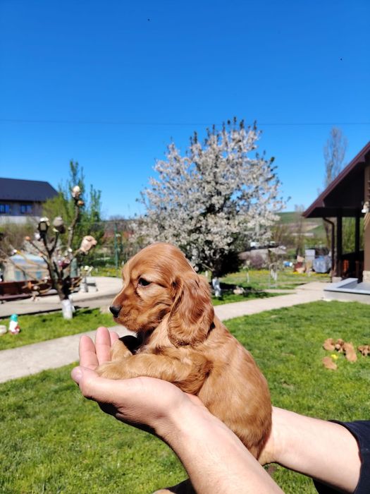 Puiuț cocker spaniel
