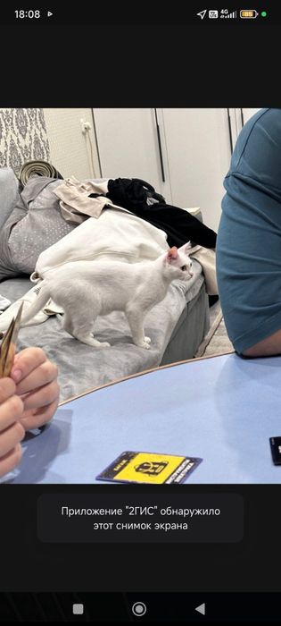 Пропала кошка помогите найти!