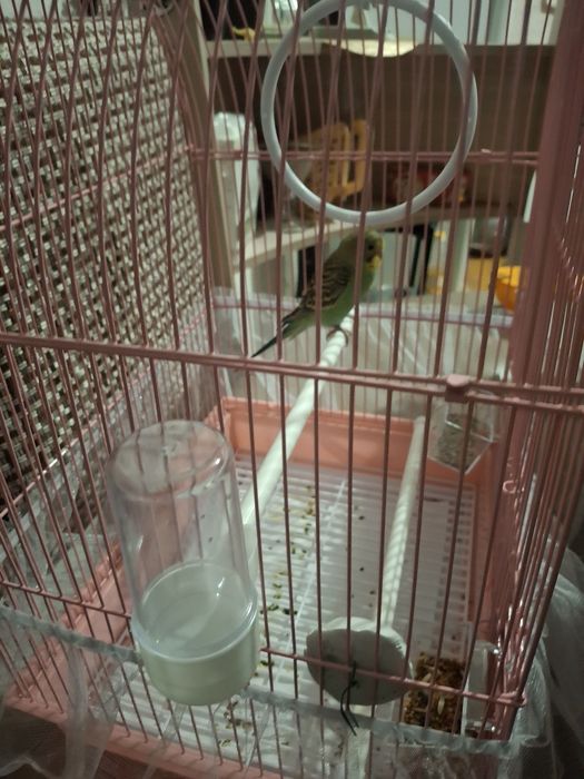 Продам попугая срочно