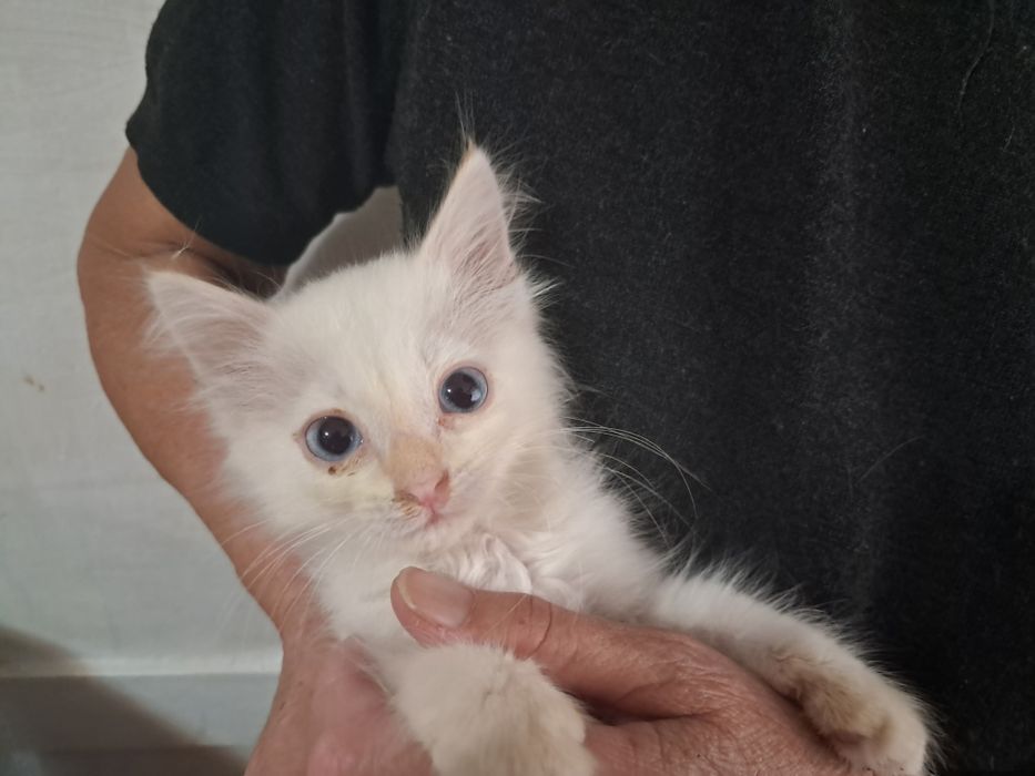 Отдам котёнка мальчика в добрые руки