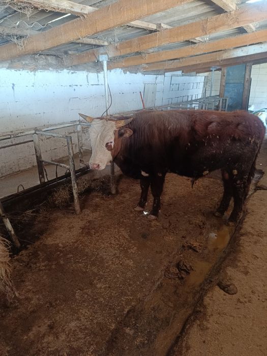 Продам 1.5 годовалых быков