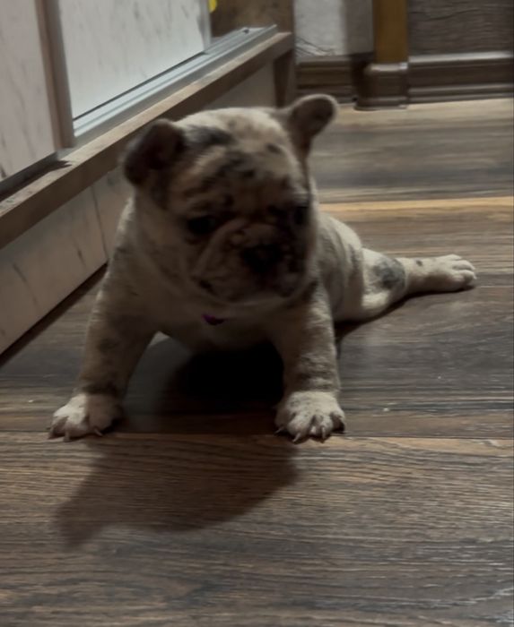 Френски булдог , марле .