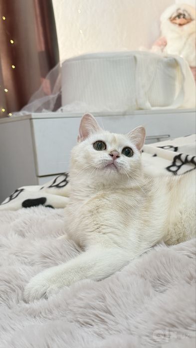 Девочка  британской породы