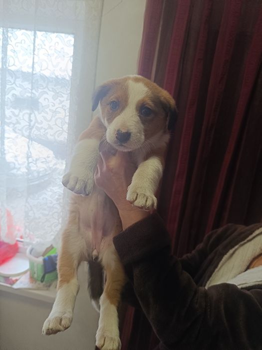 В хорошие руки..