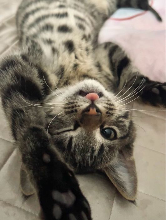 шотландский котенок