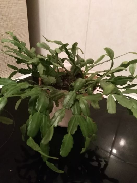 Герань,фикус,, бегония,колеус