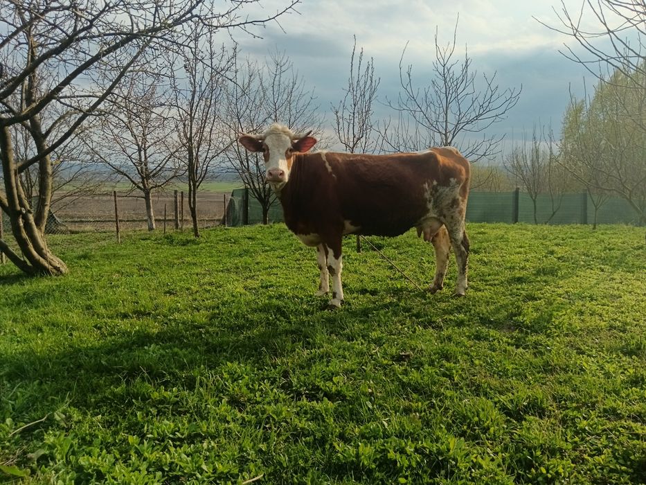 Junca prima fătare cu Vițică bălțată ,6 săptămâni negociabil