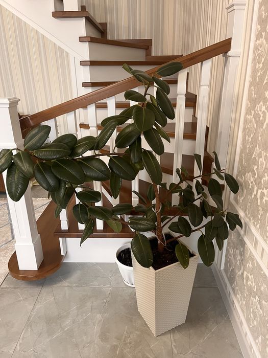 Продам фикус 25 000 тг