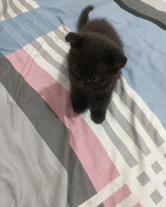 Котенок скотиш страйт