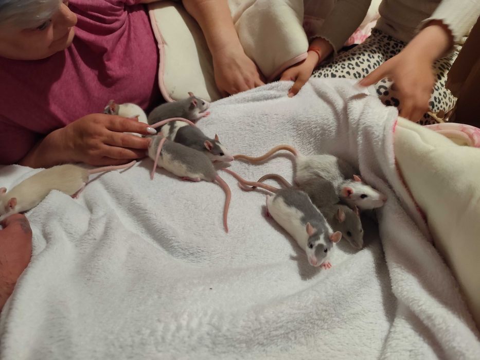 Sobolani de companie