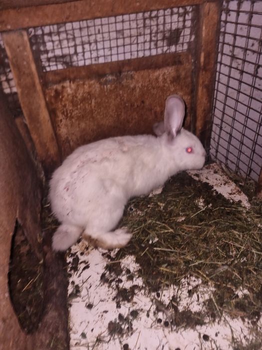 Кролики калефорня