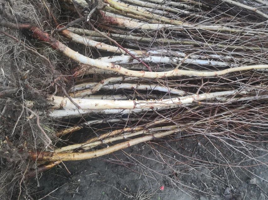 Puieți de mesteacăn alb.