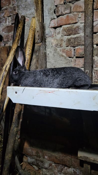 Продам кроликов...