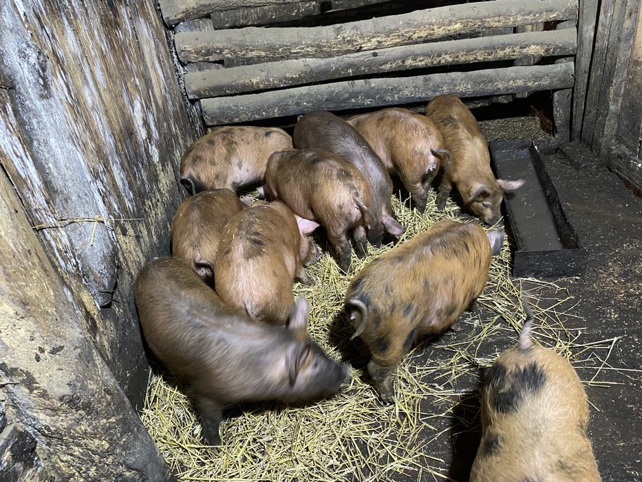3-х месячные поросята