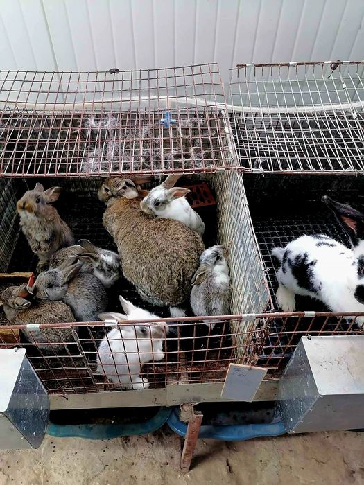 Зайци  5/8  евро