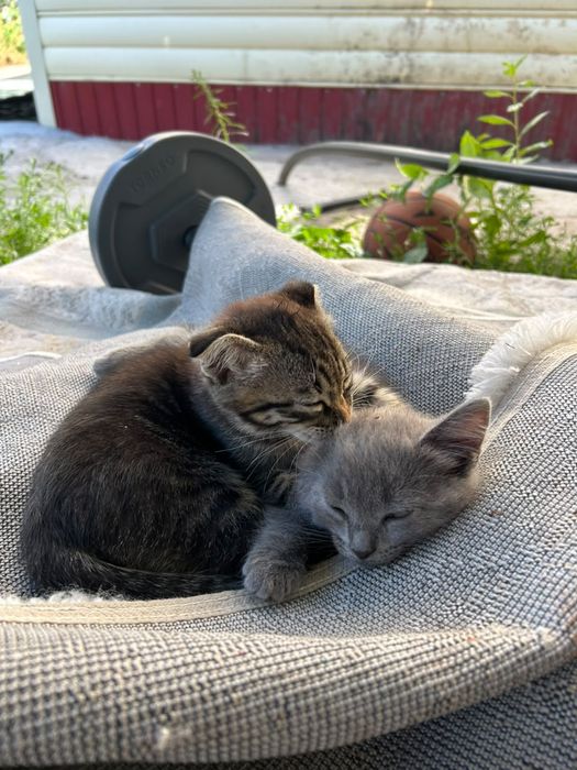 Отдам даром котенка