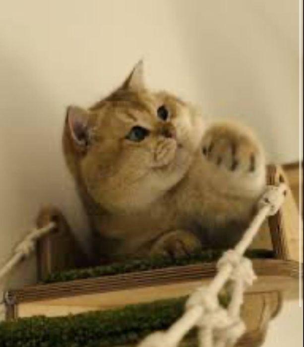 Вязка золотая шиншила