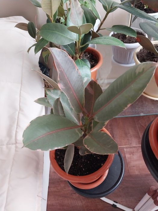 Фикус Тинеке кустовой