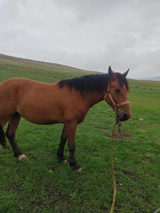 manza de vanzare jud alba