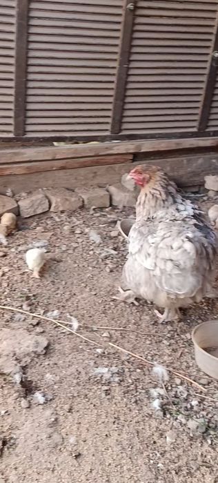 Продаются цыплята брама