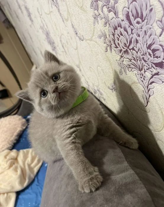 Британский котенок