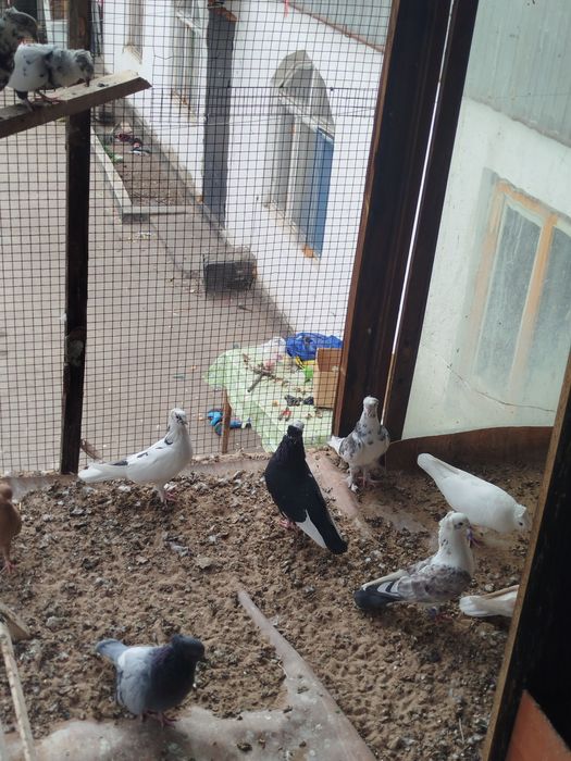 Продам бакинцы по