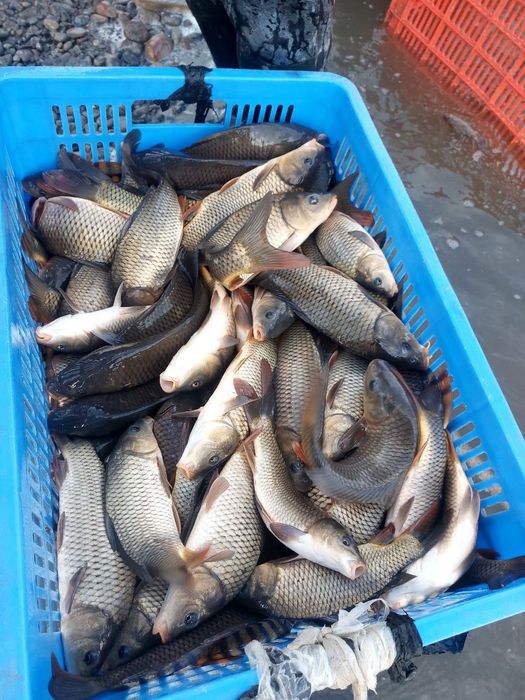 сазан бор таеор 80.грамдан 300 грамгача таеор
амур бор уруглик 50.100