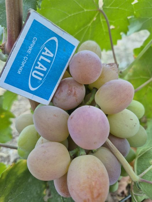 Продам чебуки винограда