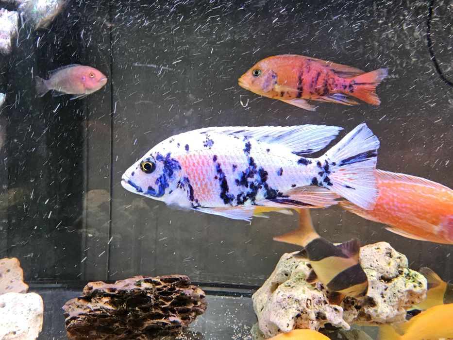 Ciclide africane (pui și juvenili)