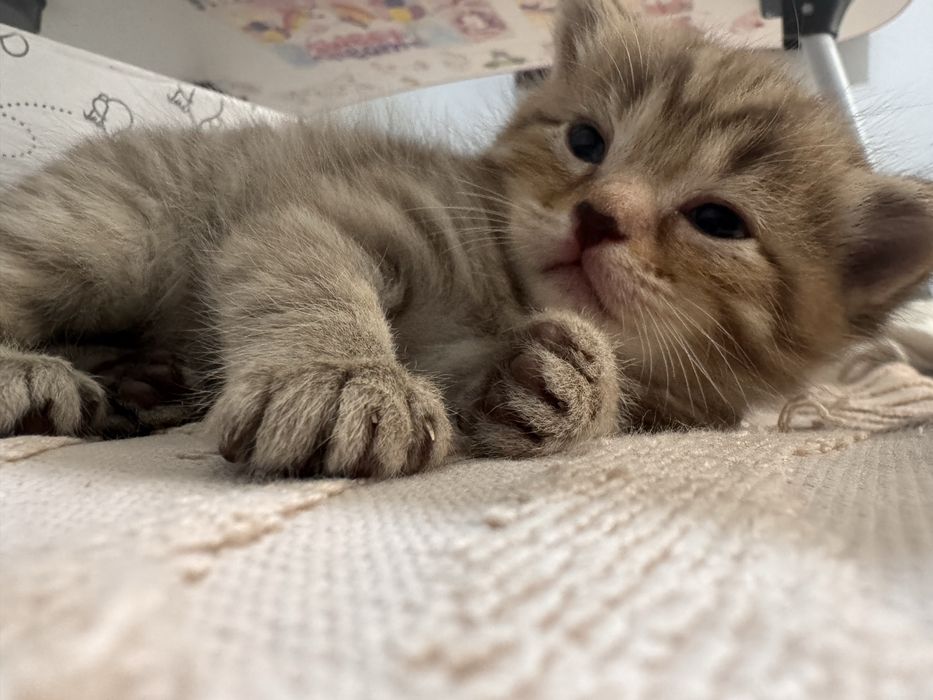 Продаются котята в хорошие ручки