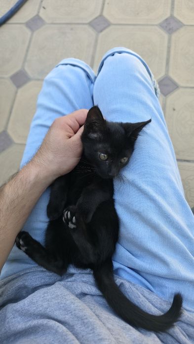 Породистые котята домашние
