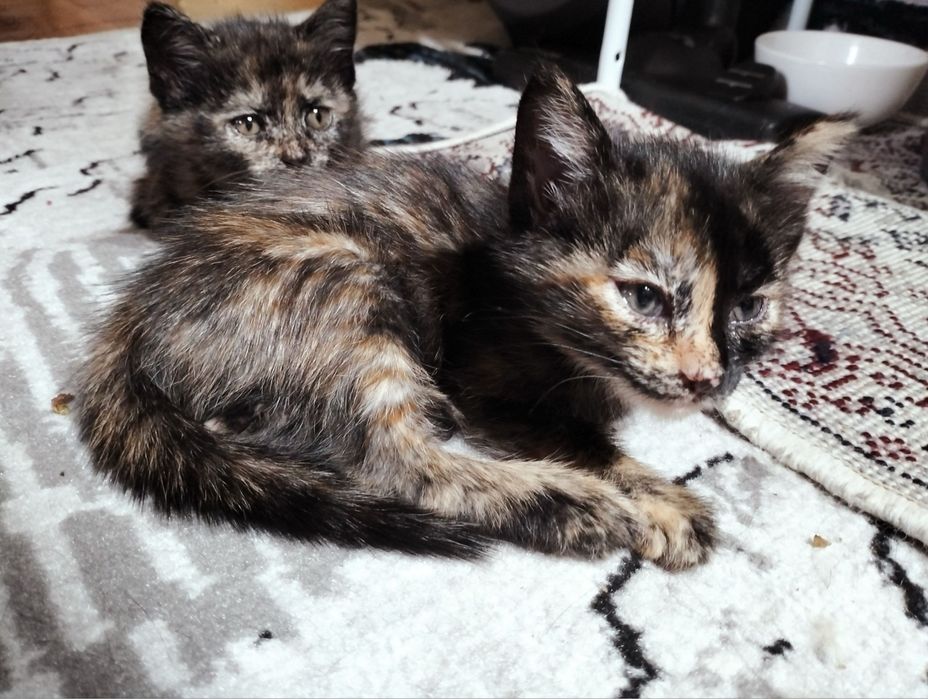 Милые котята в добрые руки