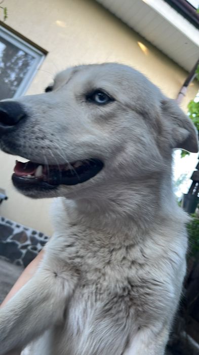2 câini Husky se oferă spre adopție